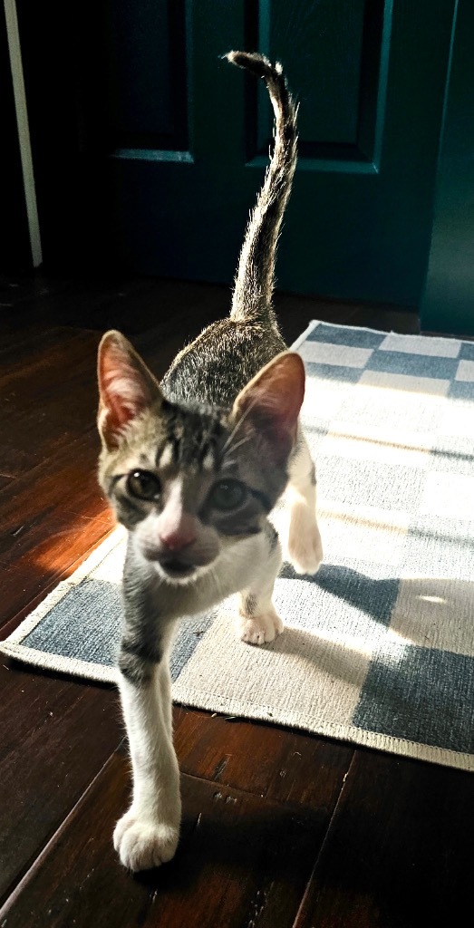 Pumba