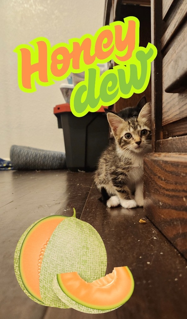 Honey Dew