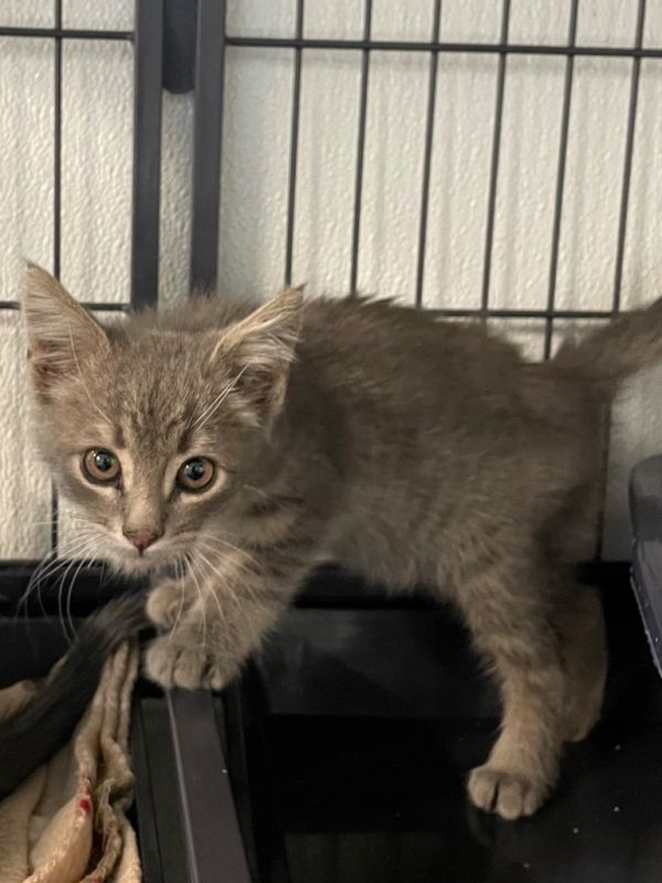 Mr. Garrison AKA Dewar Kitten