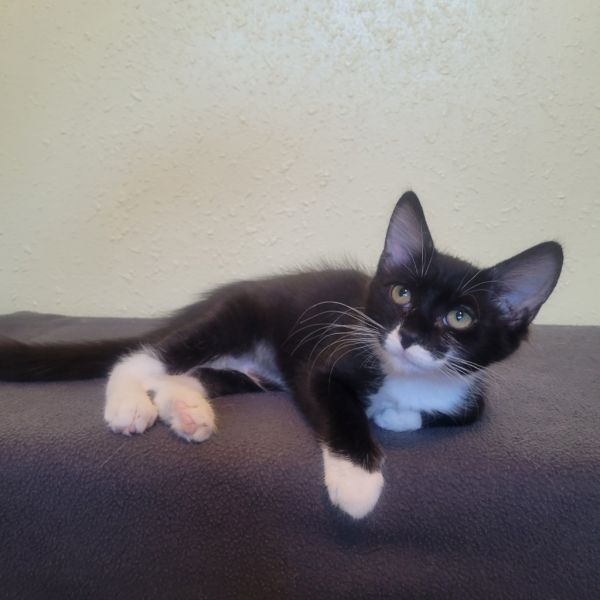 Purrsephone thumbnail 2