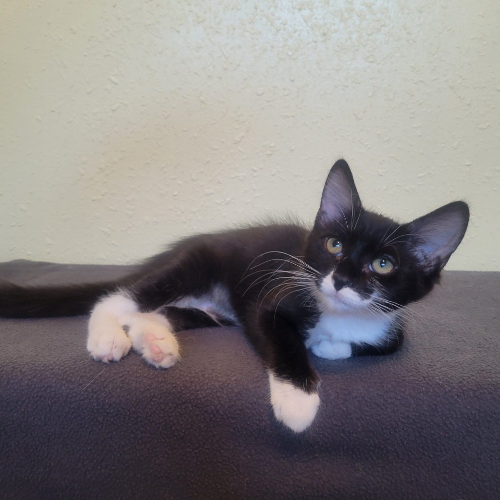 Purrsephone