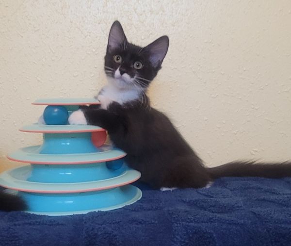 Purrsephone thumbnail 3