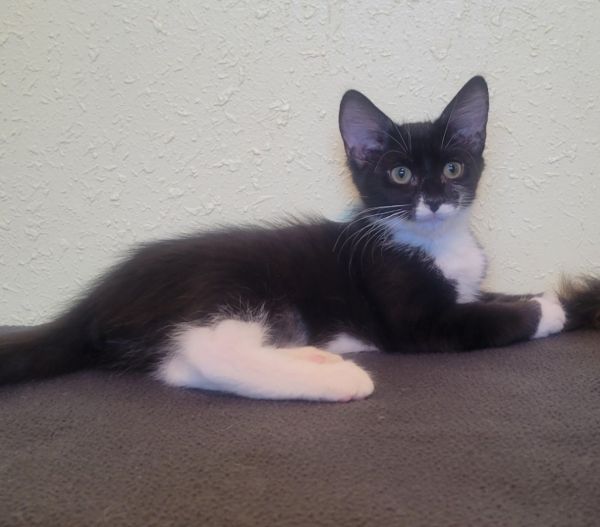 Purrsephone thumbnail 4
