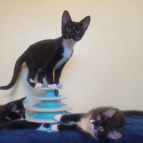 Purrsephone thumbnail 5