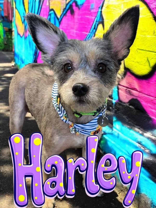 Harley
