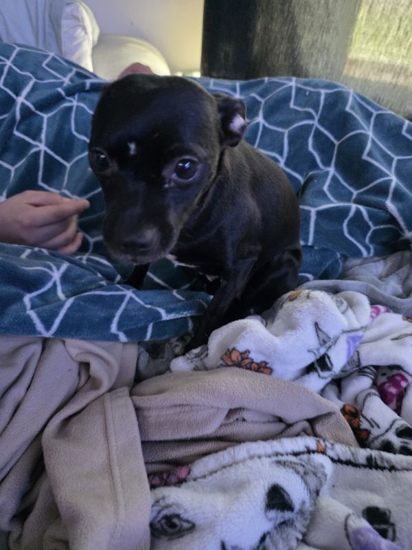 Maggie thumbnail 3
