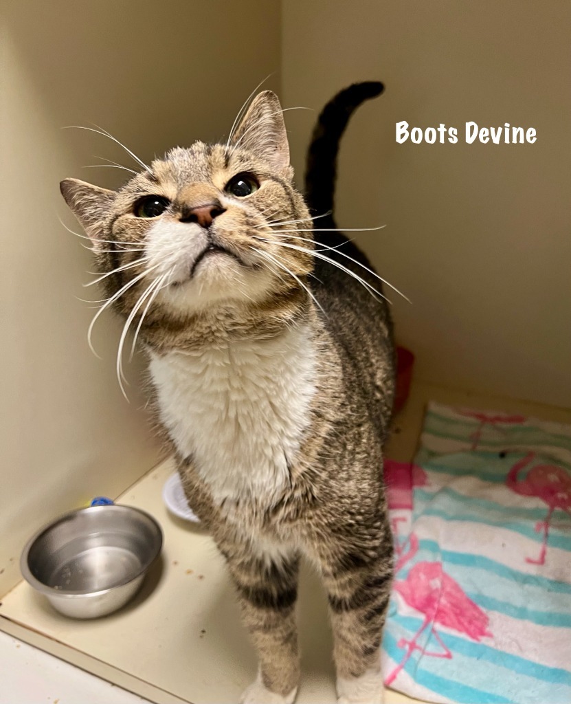 Boots Divine