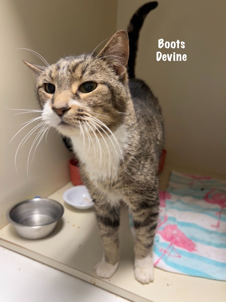 Boots Divine
