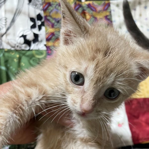 Butterscotch