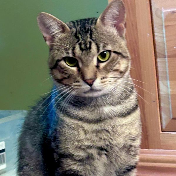 Mr. Nubs