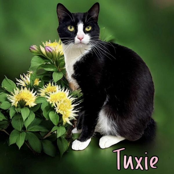 Tuxie