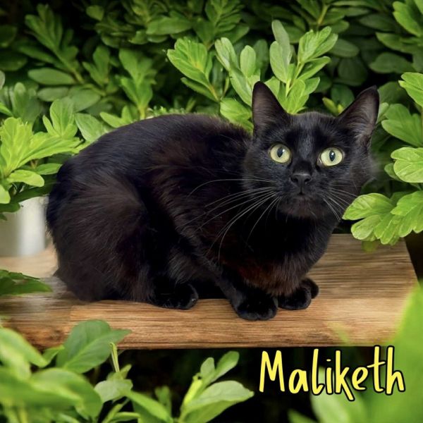 Maliketh