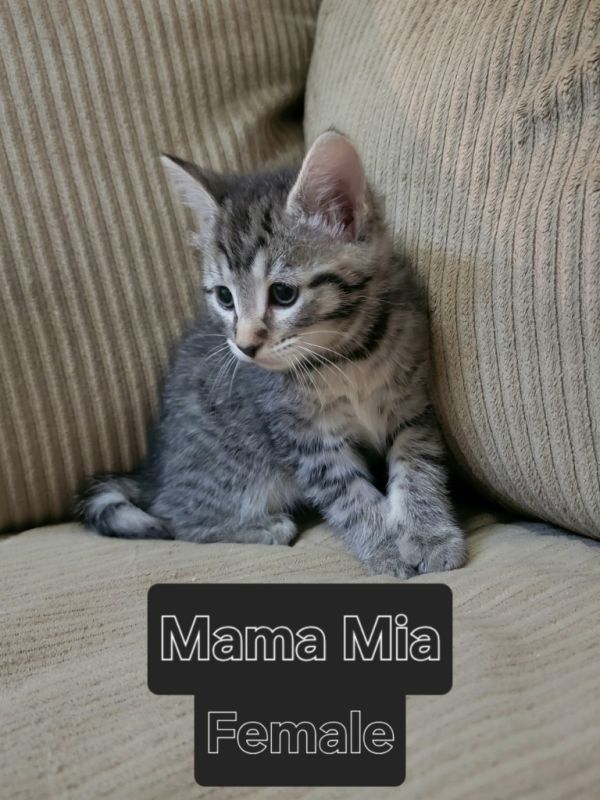 Mama Mia