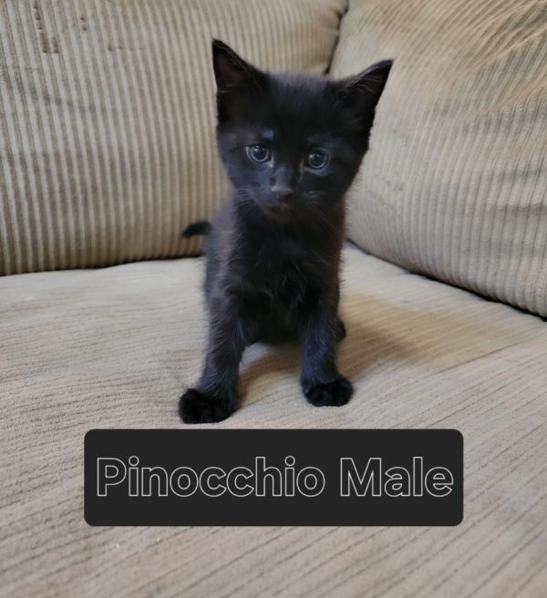 Pinocchio