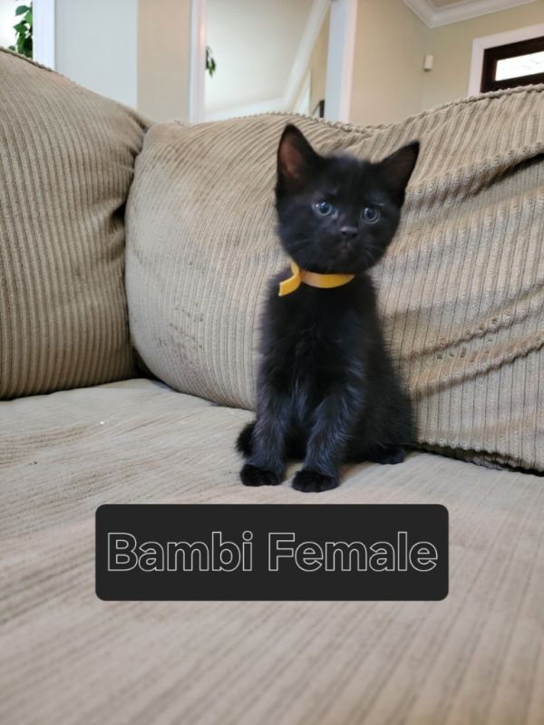 Bambi