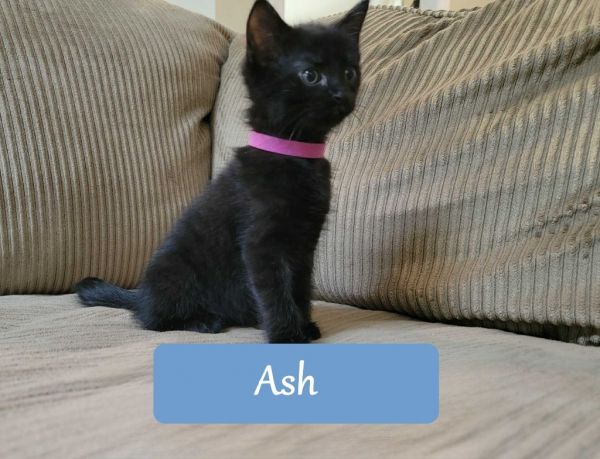 Ash thumbnail 2