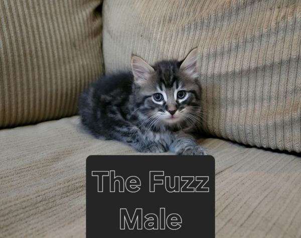 The Fuzz