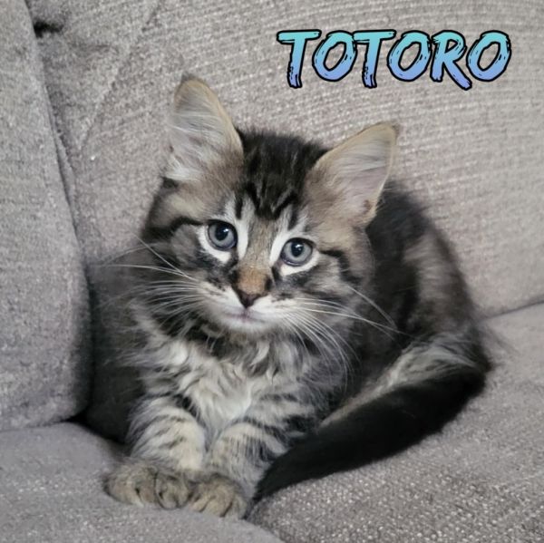 Totoro photo 1