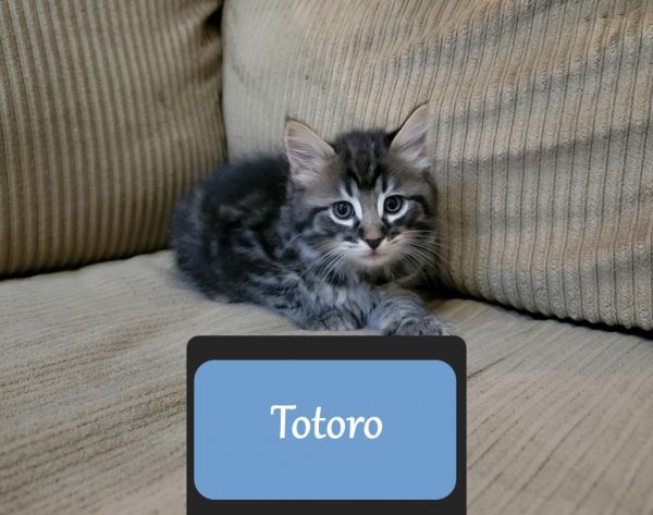 Totoro thumbnail 2