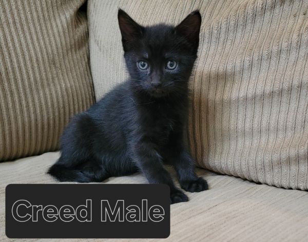 Creed photo 1