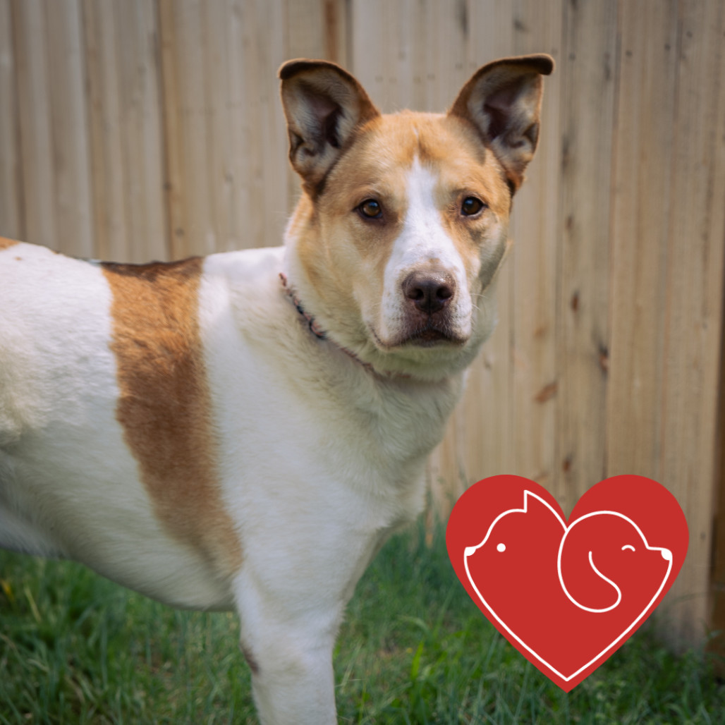 Kilo, an adoptable Mixed Breed, Shepherd in Cheyenne, WY, 82007 | Photo Image 1