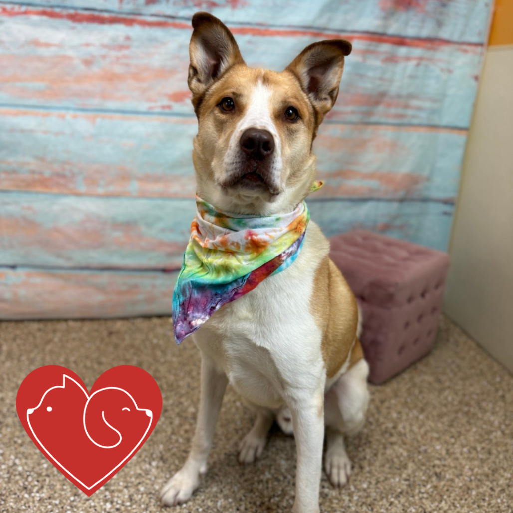 Poncho, an adoptable Mixed Breed, Shepherd in Cheyenne, WY, 82007 | Photo Image 1