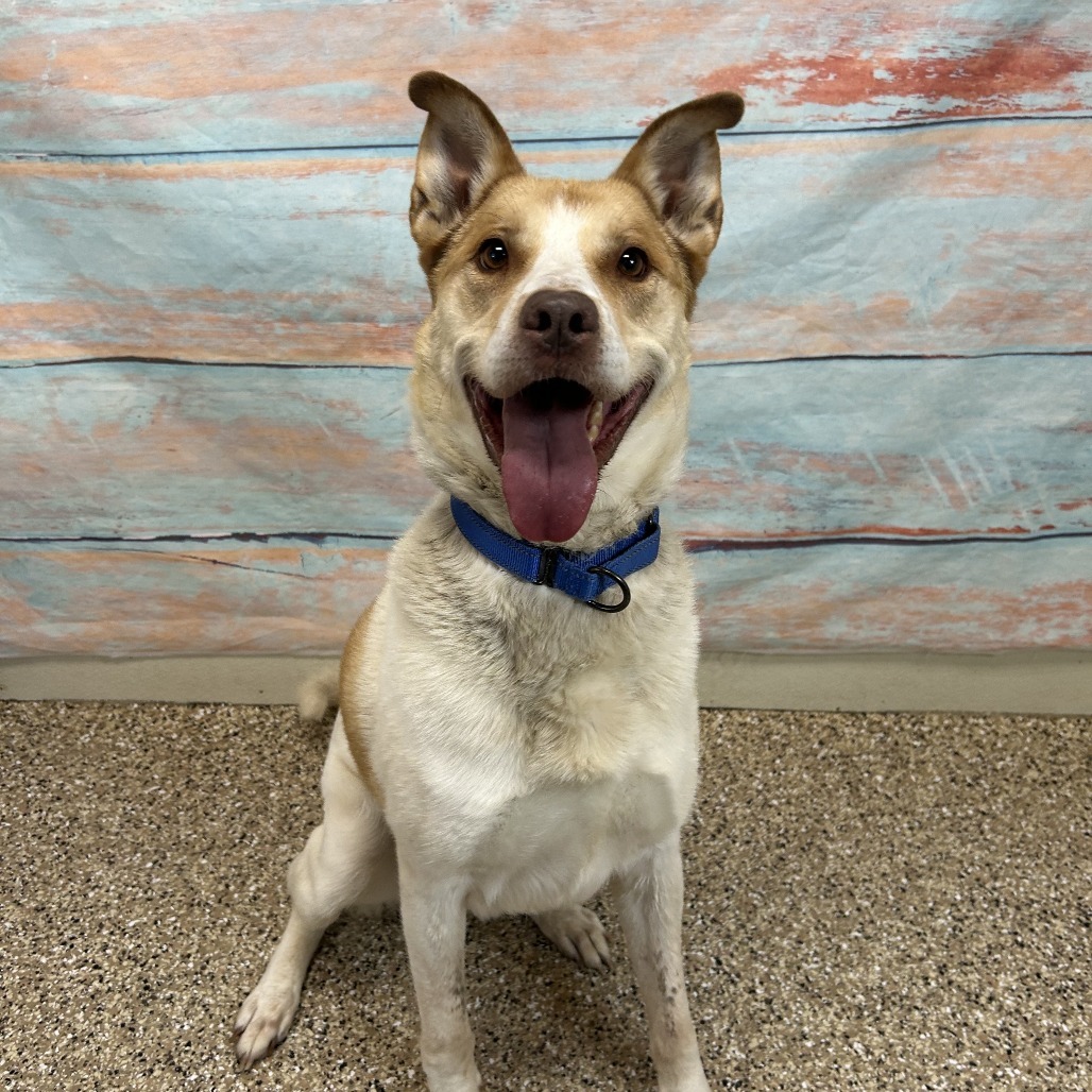 Kilo, an adoptable Mixed Breed, Shepherd in Cheyenne, WY, 82007 | Photo Image 2
