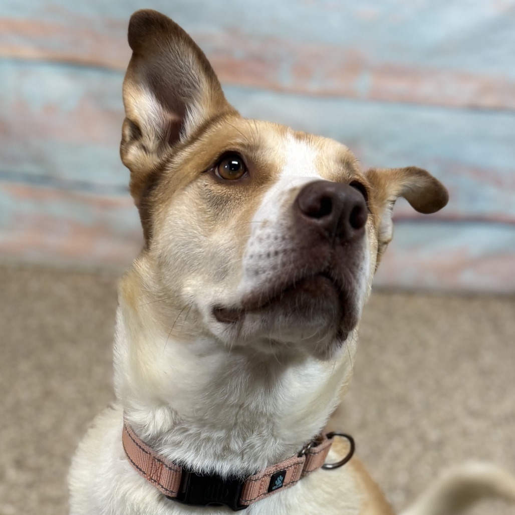 Poncho, an adoptable Mixed Breed, Shepherd in Cheyenne, WY, 82007 | Photo Image 2