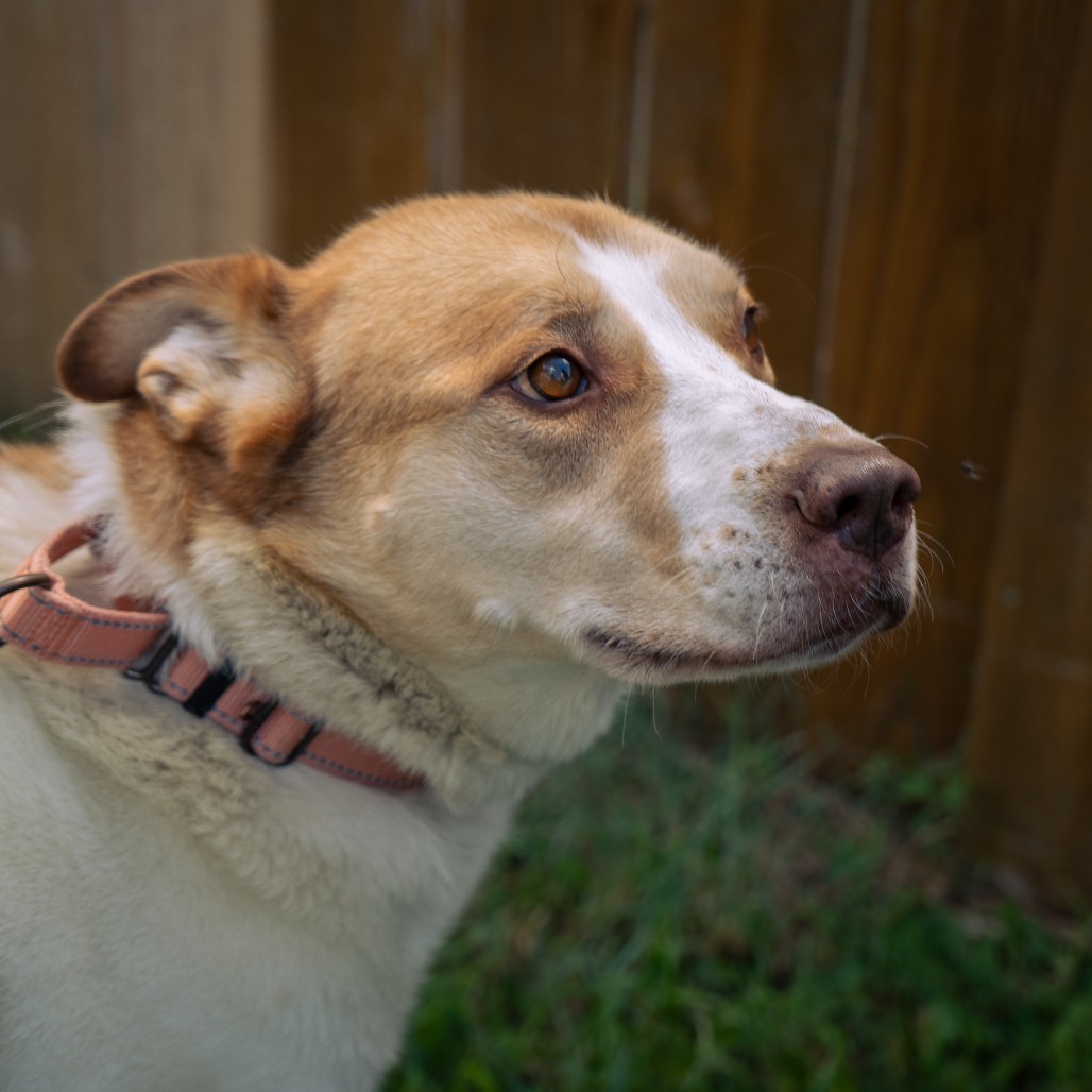Kilo, an adoptable Mixed Breed, Shepherd in Cheyenne, WY, 82007 | Photo Image 3