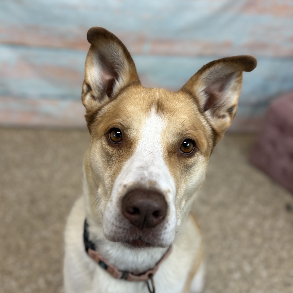 Poncho, an adoptable Mixed Breed, Shepherd in Cheyenne, WY, 82007 | Photo Image 3