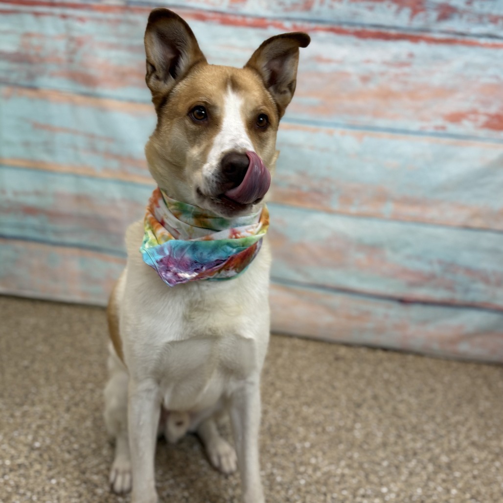 Poncho, an adoptable Mixed Breed, Shepherd in Cheyenne, WY, 82007 | Photo Image 4