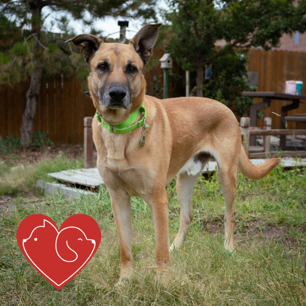Hunter, an adoptable Mixed Breed in Cheyenne, WY, 82007 | Photo Image 1