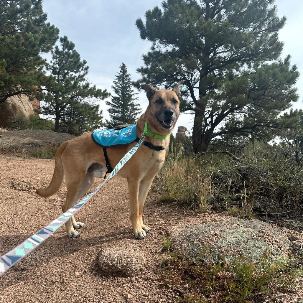 Hunter, an adoptable Mixed Breed in Cheyenne, WY, 82007 | Photo Image 2