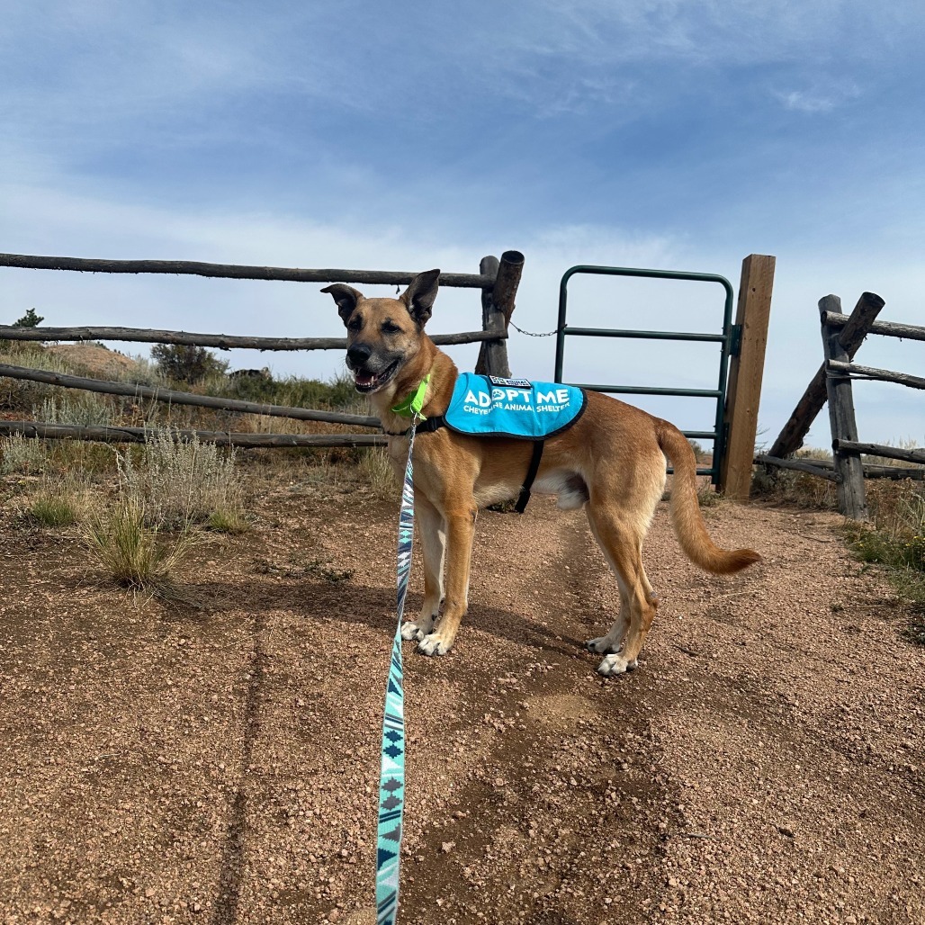Hunter, an adoptable Mixed Breed in Cheyenne, WY, 82007 | Photo Image 3