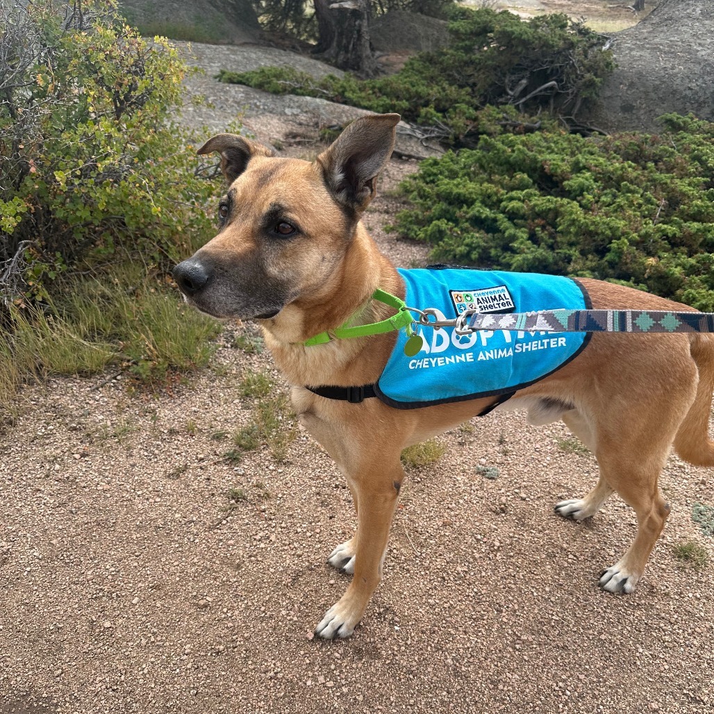 Hunter, an adoptable Mixed Breed in Cheyenne, WY, 82007 | Photo Image 4
