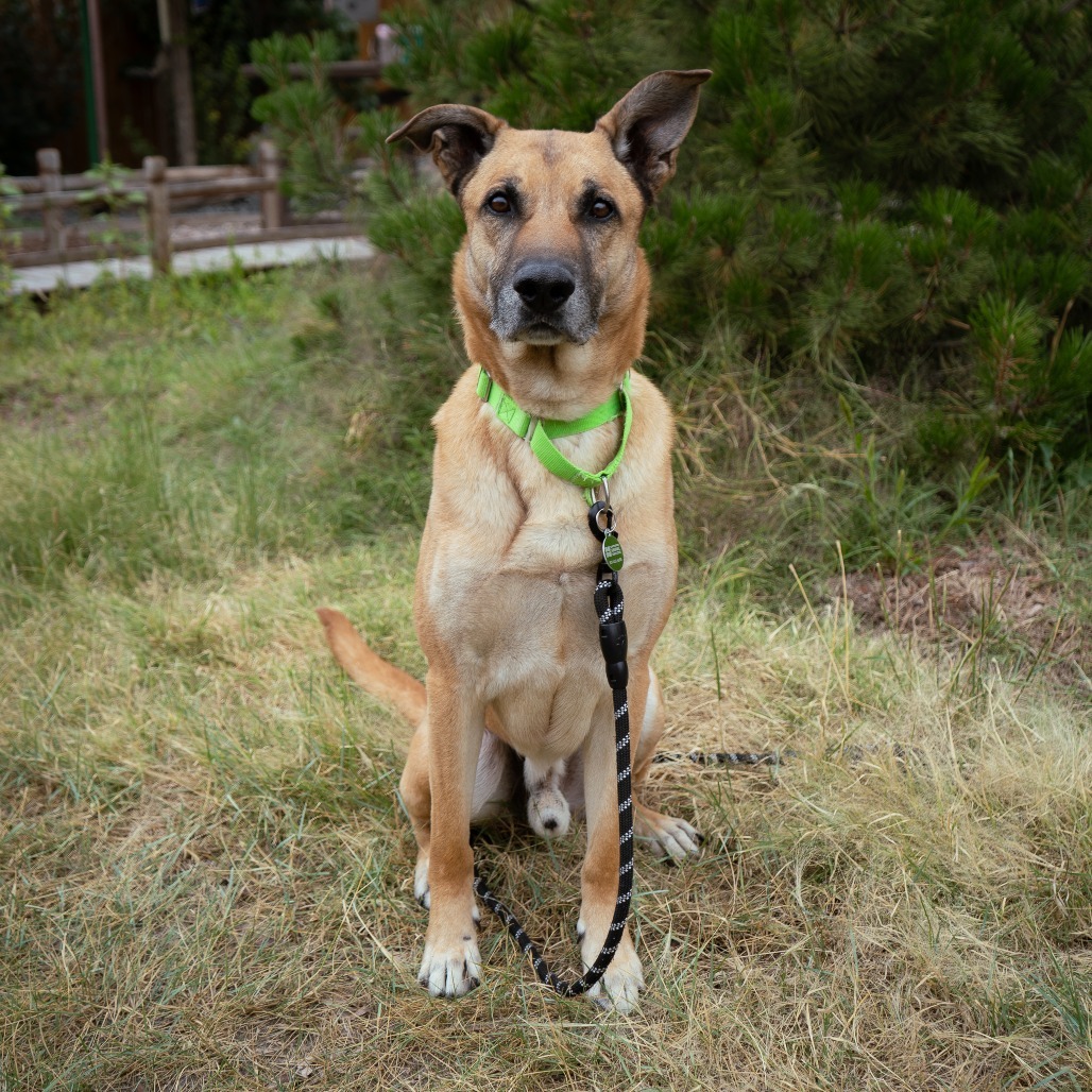 Hunter, an adoptable Mixed Breed in Cheyenne, WY, 82007 | Photo Image 5