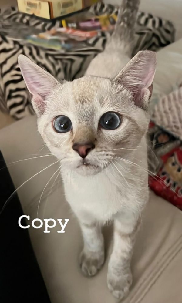 Copy