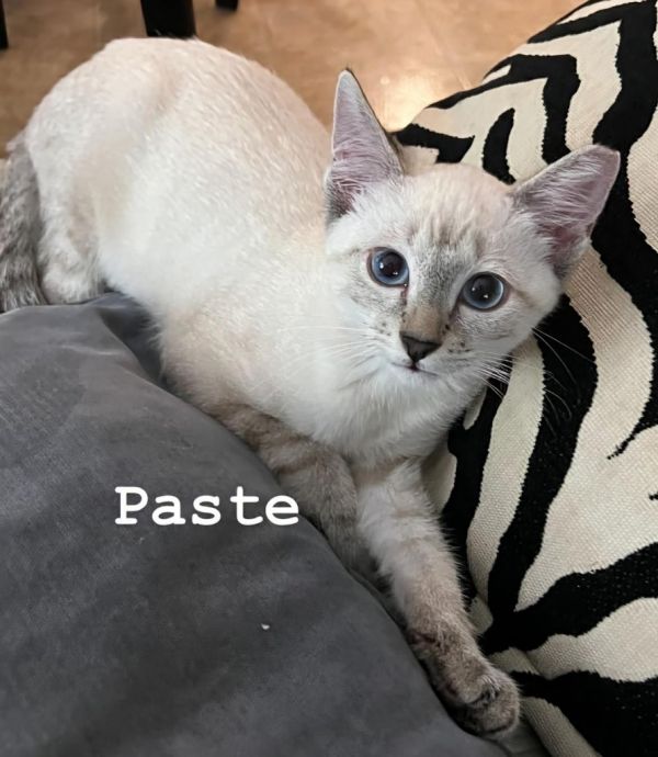 Paste
