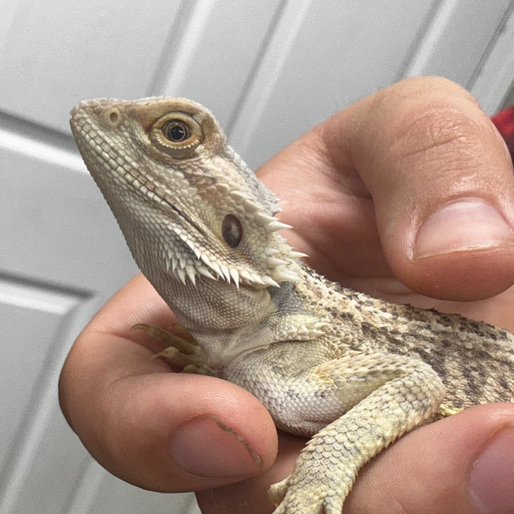 The Lizard of Oz