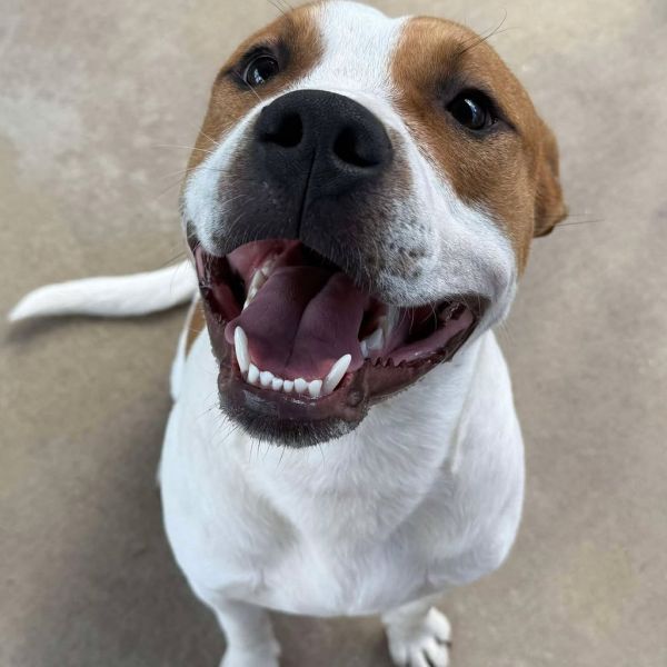Milo Stray Hold /