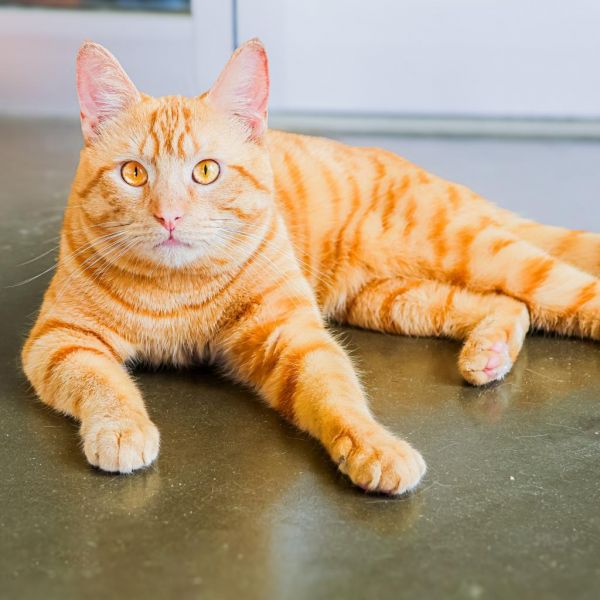Declan (bonded With Frack)