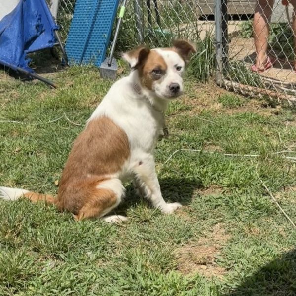 Daisy