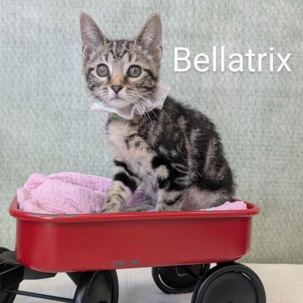 Bellatrix
