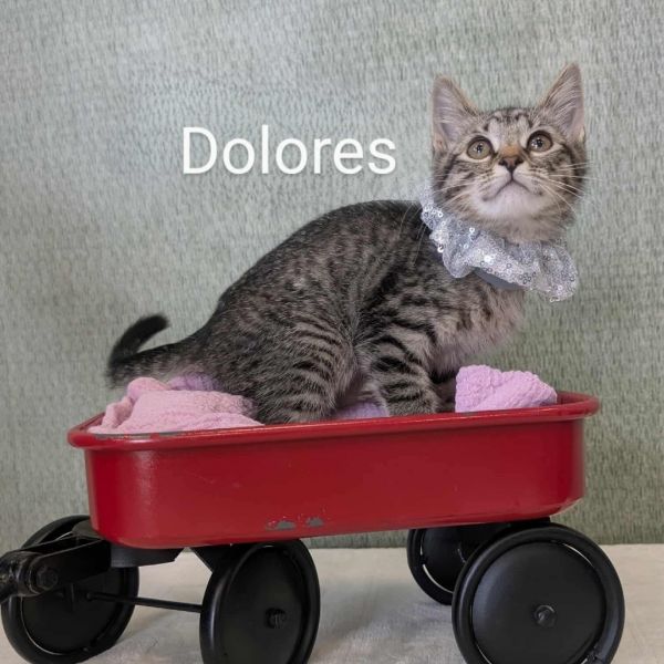 Dolores