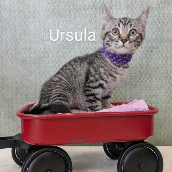 Ursula