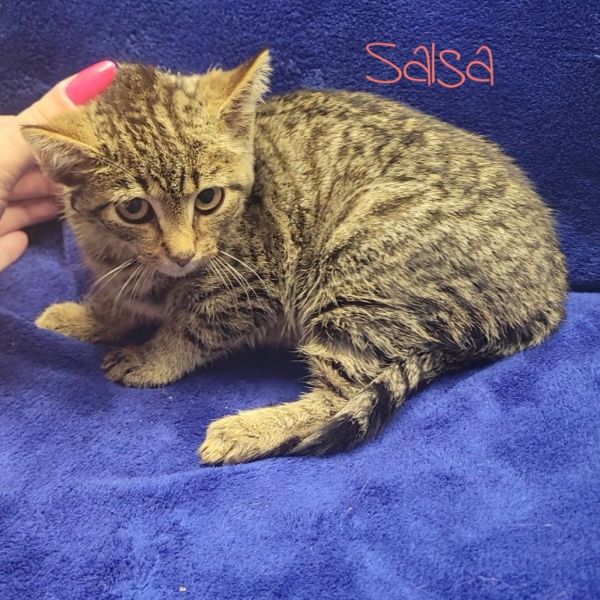 Salsa thumbnail 2