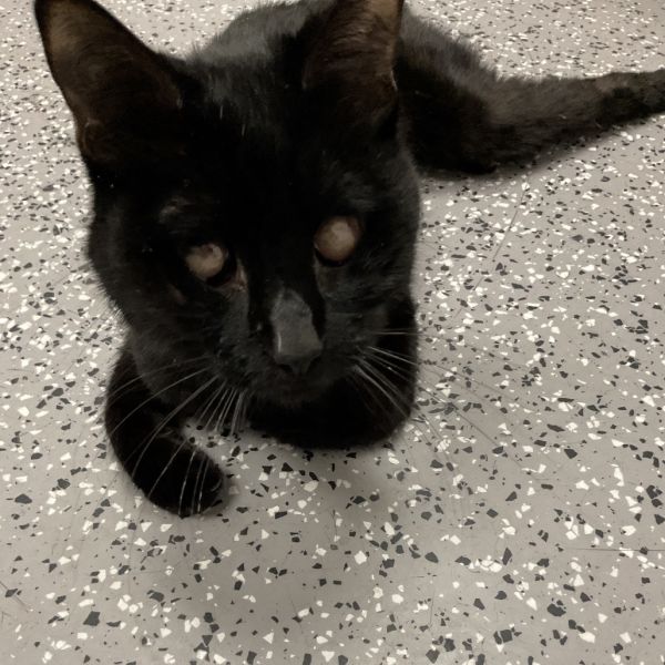 HACC-Stray-30118