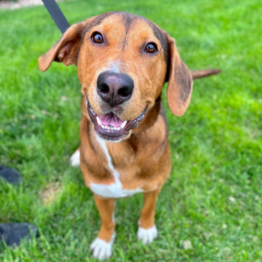 Tira, an adoptable Mixed Breed in Great Falls, MT, 59404 | Photo Image 1