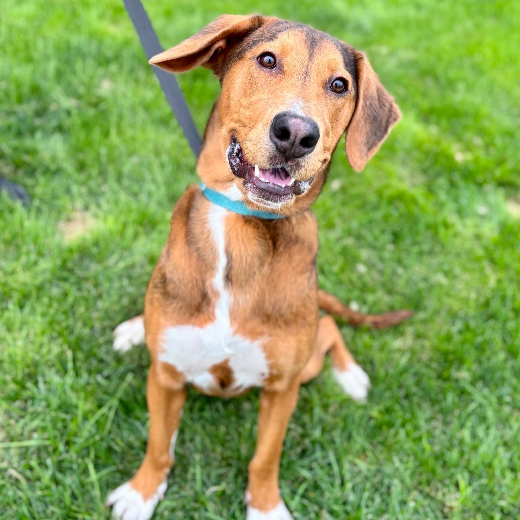 Tira, an adoptable Mixed Breed in Great Falls, MT, 59404 | Photo Image 2