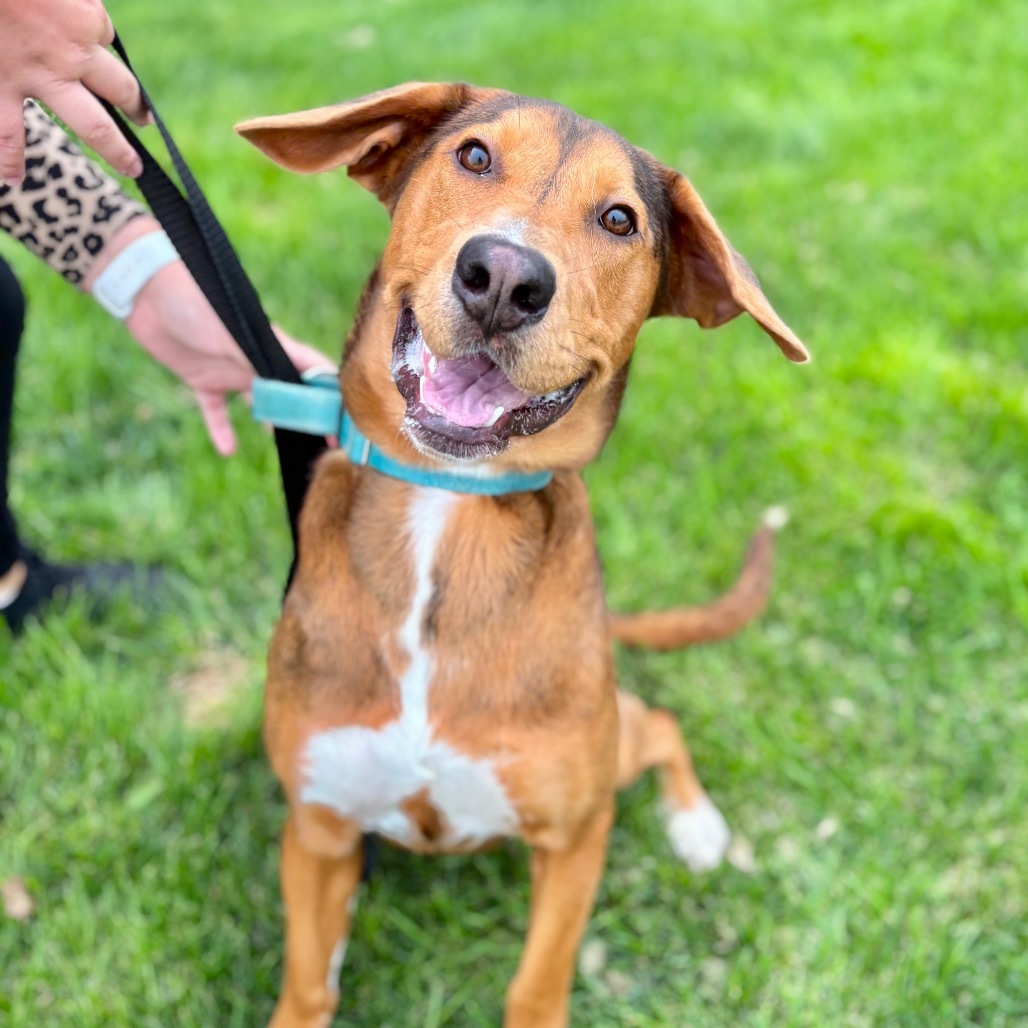 Tira, an adoptable Mixed Breed in Great Falls, MT, 59404 | Photo Image 4